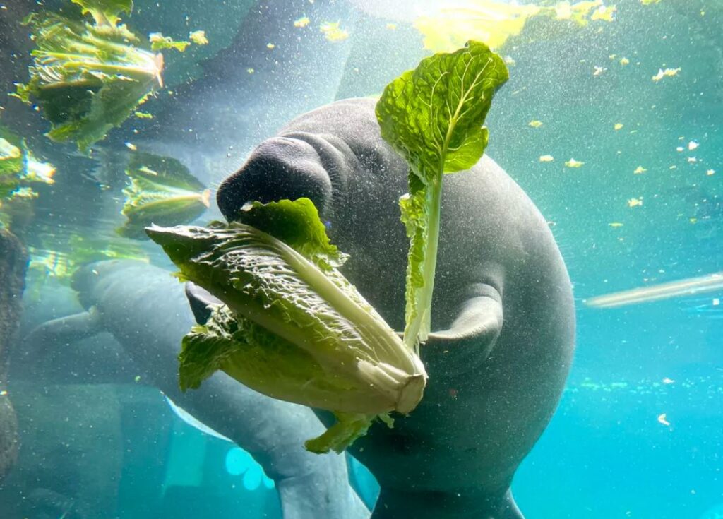 nated lettuce to save the manatees