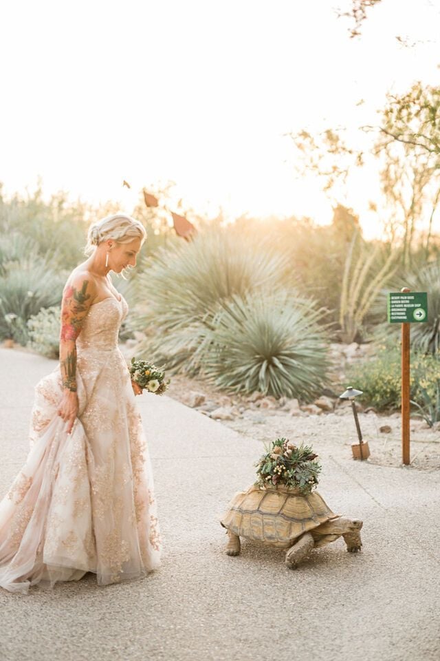 Veterinarian couple and their tortoise have 'slowest walk' down the aisle in wedding history