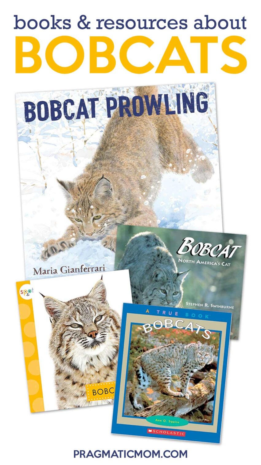 Celebrating Prowling Bobcats with Books, Resources & 25 Book GIVEAWAY!