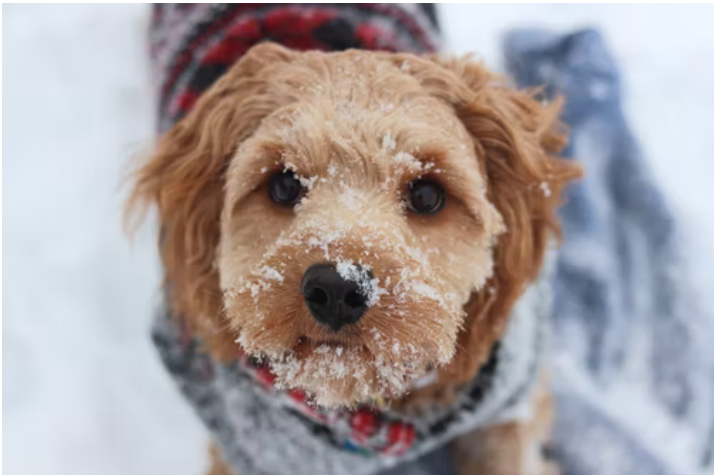 Tips to Take Care of Your Dog in Winter
