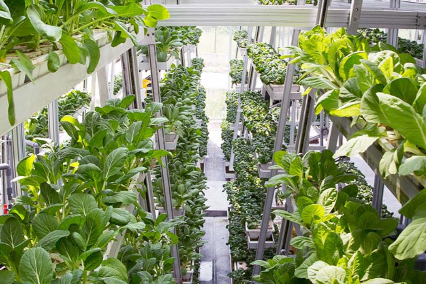 Sky Greens in Singapore an example of a Vertical Farm