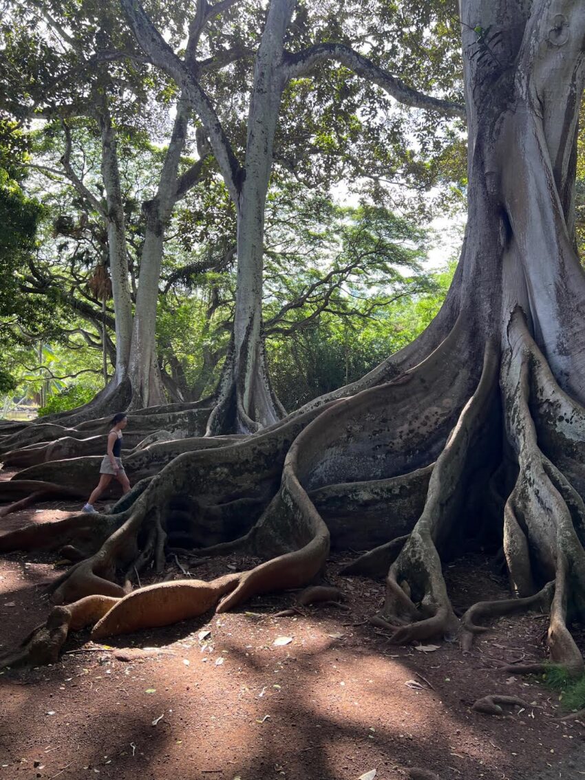 llerton and McBryde Botanical Gardens in Kauai
